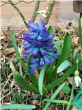 Zumbul - lat. Hyacinthus - 